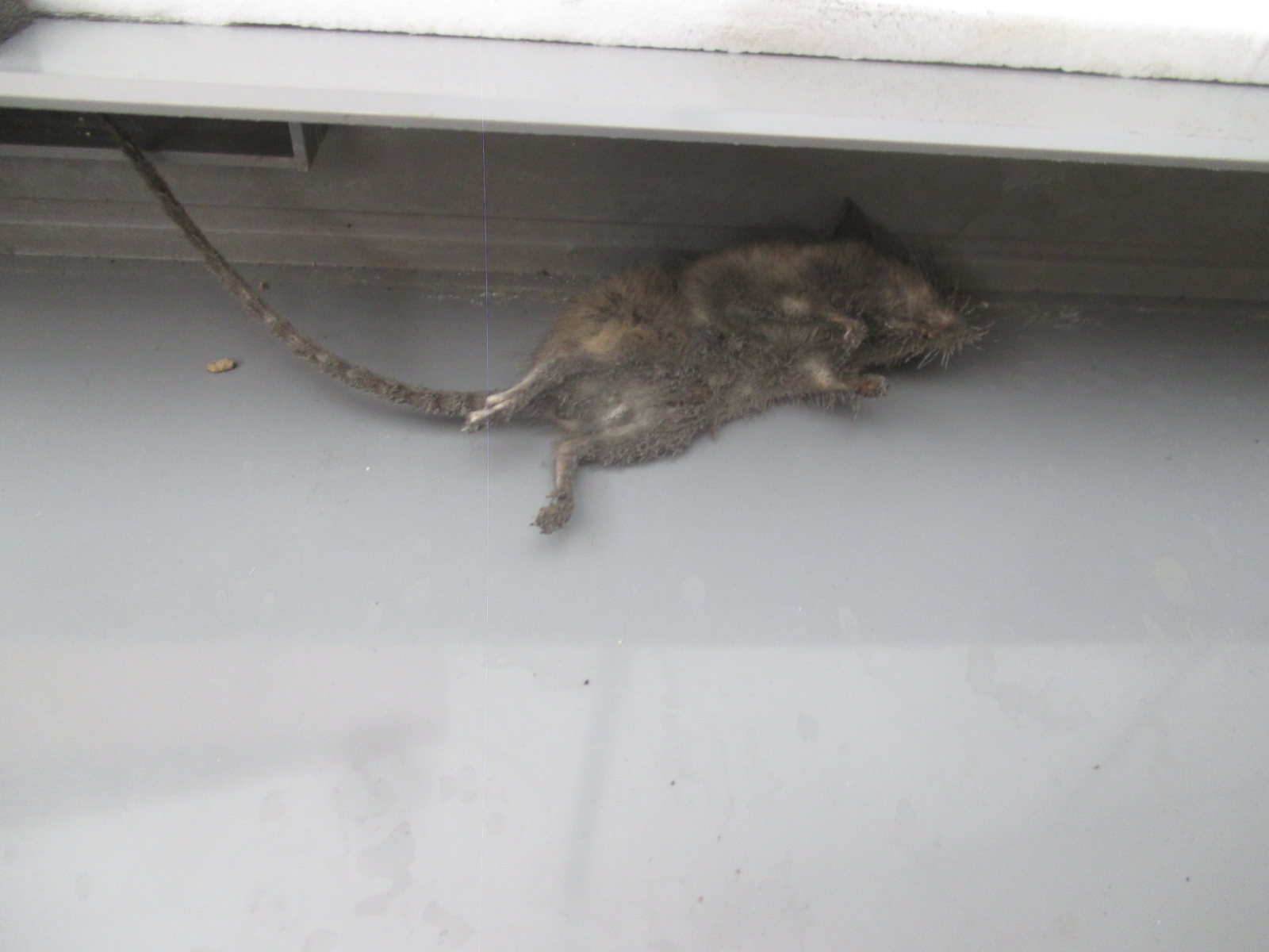 souris morte dans clim